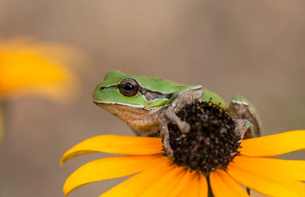 Frog on a flower — Stock Photo, Image