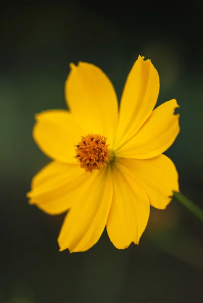 Желтый цветок на зеленом фоне — стоковое фото