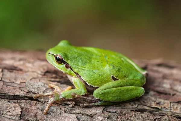 Żaba zielona — Zdjęcie stockowe