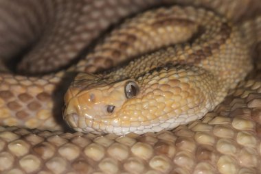 zehirli bir yılan portresi