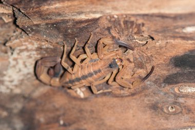 Sarı Akrep iyon ağaç kabuğu