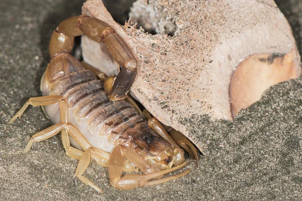 Yellow scorpion on a sand — Stock Photo, Image