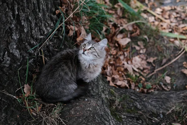 Pequeno Gatinho Bonito Senta Debaixo Uma Árvore Olhando Para Cima — Fotografia de Stock