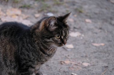 Kirli, gri arka planda bakışları olan bir kedi. Yakın plan..