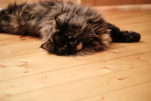 Gato Esponjoso Estirado Suelo Madera Espacio Para Letras Diseño — Foto de Stock