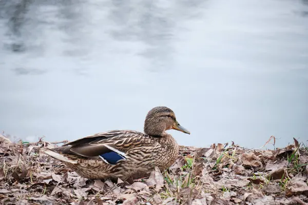 Ente Herbstlaub Ufer Des Sees Nahaufnahme Kopierraum — Stockfoto