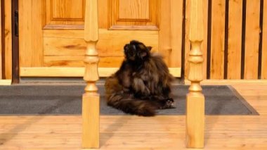 Çok yumuşak bir kedi güneşli bir rüzgarda verandada uzanıyor. Kedicik yün yalıyor