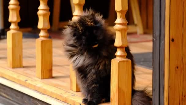Bardzo Puszysty Kot Ganku Słoneczną Wietrzną Pogodę Kitty Liże Wełnę — Wideo stockowe