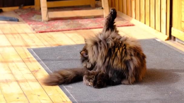 Fluffy Katt Slickar Päls Verandan Soligt Blåsigt Väder — Stockvideo