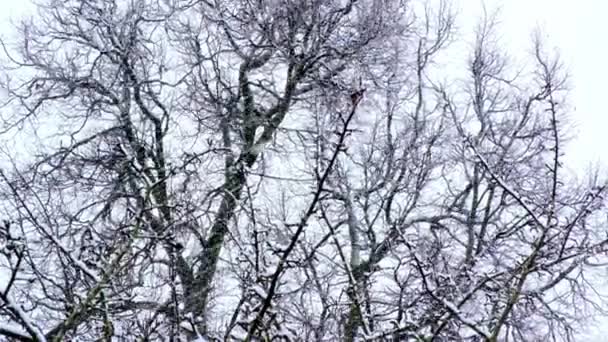 Las Ramas Los Árboles Balancean Viento Nevada Contra Cielo Gris — Vídeo de stock