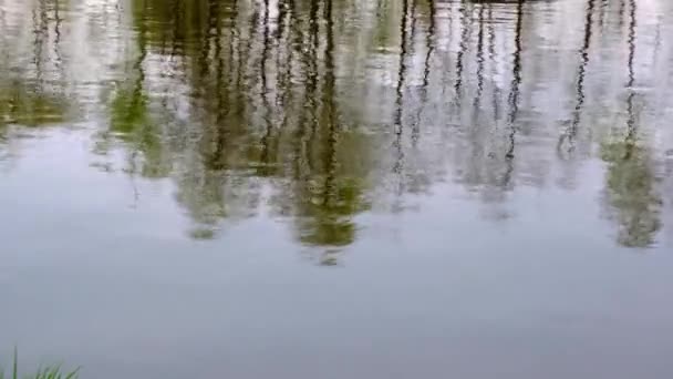 Ripples Surface Pond Reflection Green Trees Small Raindrops Dynamic Video — Stock Video