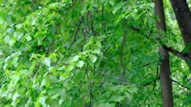The green leaves of the trees sway in the wind. Natural natural landscape. Freshness and rustle of leaves