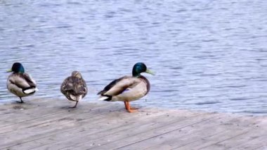 Nehir kıyısındaki platformda iki drake ve bir ördek