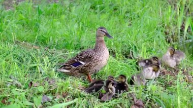 Nehir kıyısındaki çimlerde ördek yavrularıyla ördek