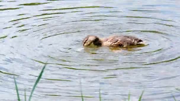 Duck Duckling Swim Pond Duckling Caught Fish — Stock Video