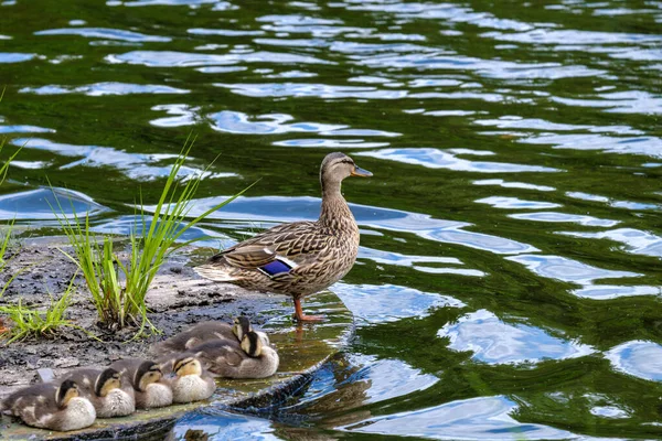 Enten Und Defokussierte Entchen Auf Einer Holzplattform See Selektiver Fokus — Stockfoto