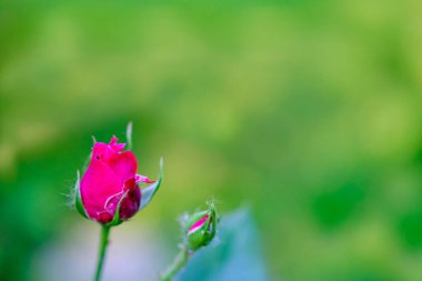 Soyut bulanık sarı-yeşil arkaplan üzerine yumuşak odaklı gül goncası. Harfler ve tasarım için boşluk.