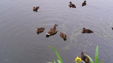 Ördek yavruları yüzüyor ve suya su sıçrıyor..