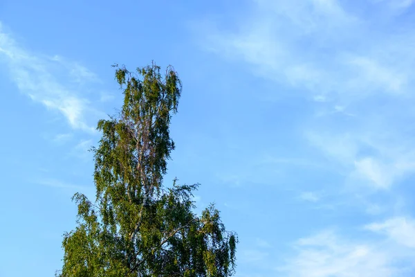 Schöner Natürlicher Hintergrund Die Spitze Einer Birke Vor Blauem Himmel — Stockfoto