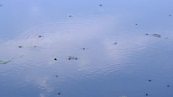 Tausendfüßer Mücke Auf Der Oberfläche Des Reservoirs Wasserschreiter Verschwommenes Spiegeln — Stockvideo