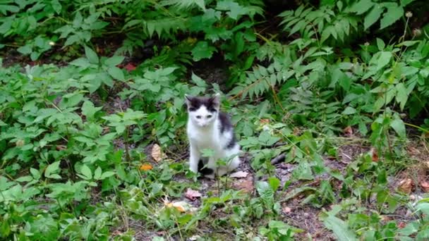 Liten Kattunge Sitter Och Gömmer Sig Den Gröna Gräset — Stockvideo