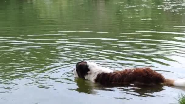 Παλιόσκυλο Του Αγίου Βερνάρδου Κολυμπά Στο Νερό — Αρχείο Βίντεο