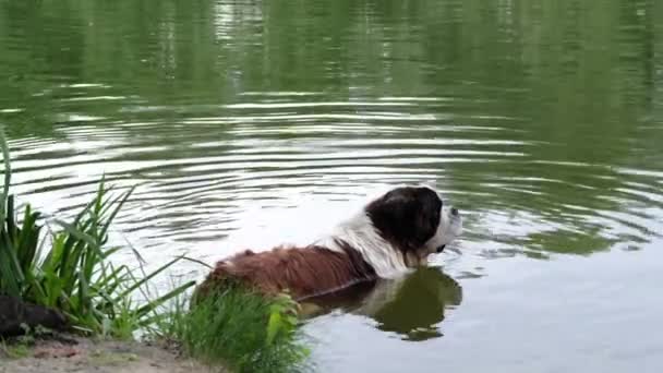 Cão Velho Raça Bernard Está Água Perto Costa Lagoa — Vídeo de Stock