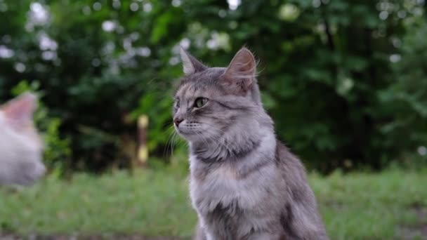 Grå Och Ingefära Katter Naturen Närbild Selektiv Inriktning — Stockvideo