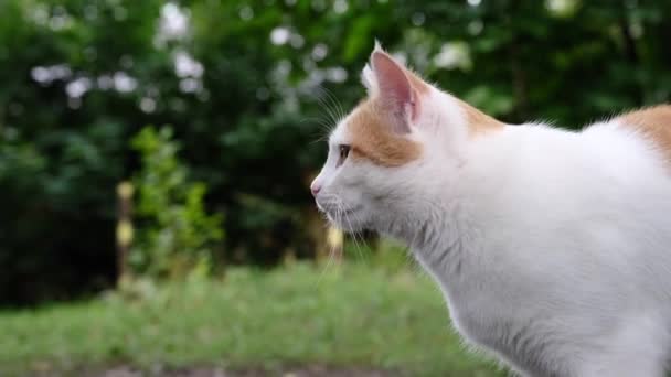 Ingefärskatten Blev Rädd För Springaren Och Såg Sig Omkring Närbild — Stockvideo