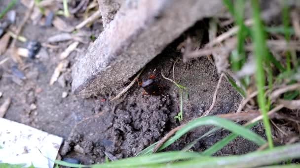 Shieldbug Pernas Vermelhas Bug Floresta Rasteja Uma Estrutura Metálica Suja — Vídeo de Stock
