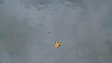 Yalnız sonbahar yaprakları göletin su yüzeyinde sallanıyor.