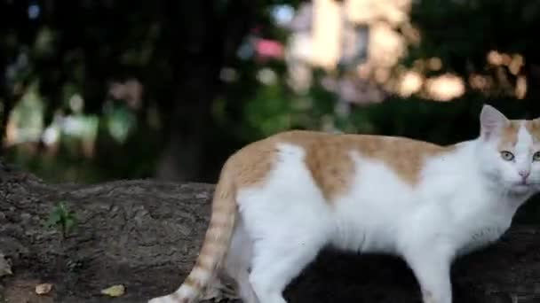 White Yellow Cat Looks Frightened Camera Runs Away Close — 图库视频影像