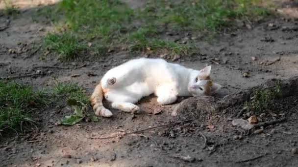 White Ginger Cat Scratches Its Back While Rolling Ground Close — 图库视频影像