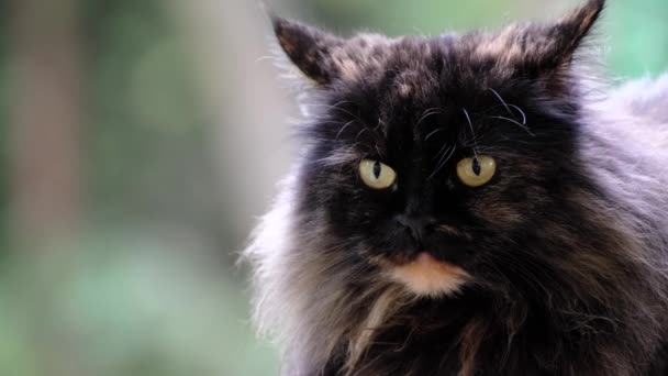 一只毛茸茸的黑猫在模糊的背景下的特写 凝视着他的耳朵 微微摇晃着 — 图库视频影像