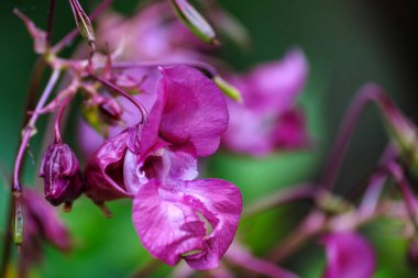 Bulanık arka planda zambak-pembe çiçek. Seçici odaklanma. Sabırsız glandulifera çiçeği, yaygın isimleri Polis Başlığı, Kalbi, Gnome 'un Hatstand' ı ve Himalaya Balsam. Yakın plan. Seçici odak