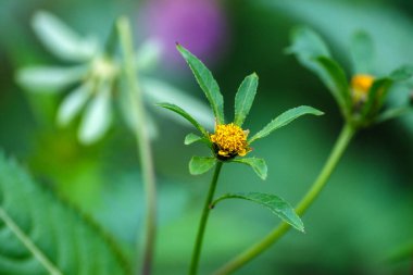 Bulanık yeşil arka planda sarı çiçek. Üçlü Bidens. Yakın plan..