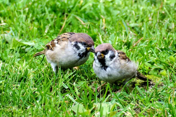 Dois Pardais Grama Verde Bom Tempo Verão Close Foco Suave — Fotografia de Stock