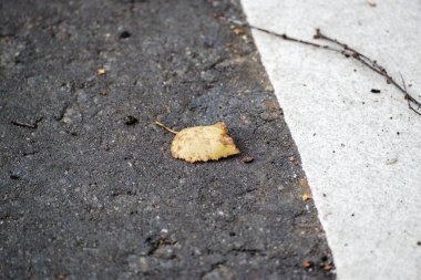 Yalnız sarı bir huş yaprağı, asfalt bir yolun beyaz çizgisi yakınında. Seçici odak.