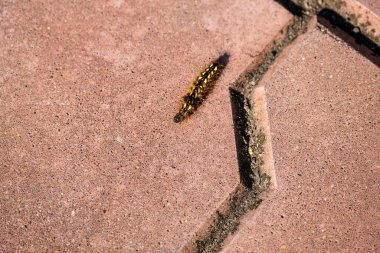 Tırtıl fayanslı kaldırım boyunca sürünür. Yakın plan. Üst Manzara. Seçici odaklanma. Harfler ve tasarım için boşluk