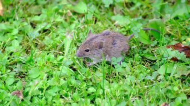 Tarla faresi çimenlerde oturur, sık sık nefes alır ve titrer. Yakın plan..