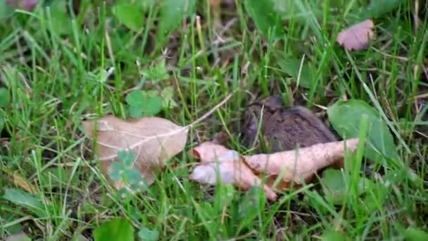 Eine Feldmaus Läuft Gras Sie Von Einer Katze Überholt Wird — Stockvideo