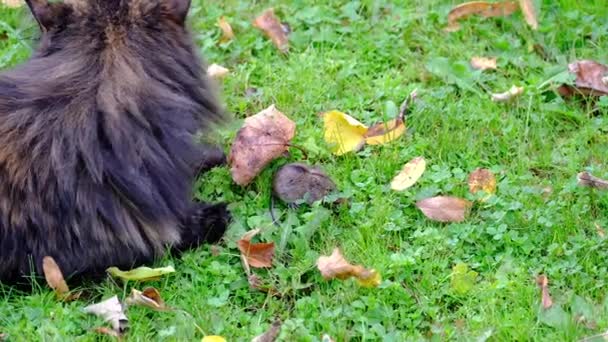 緑の芝生の上でふわふわの猫が野ネズミと遊んでいます 接近中だ カメラの動きが簡単 — ストック動画