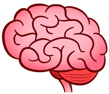 İnsan beyninin izole edilmiş tasarımı.