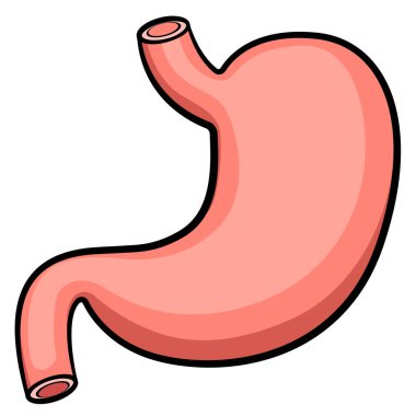 Mide sindirim sistemi organının vektör çizimi