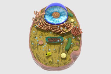 human cell, Cellular structure, Cell, Endocrinological diseases, Internal, Complex, Code clipart