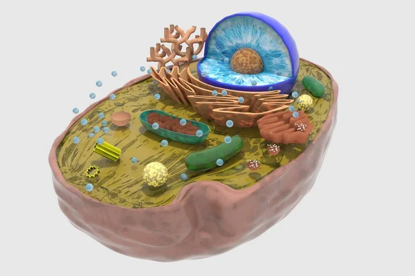 Ανθρώπινο Κύτταρο Κυτταρική Δομή Κύτταρο Ενδοκρινολογικές Ασθένειες Εσωτερικό Συγκρότημα Κώδικας — Φωτογραφία Αρχείου