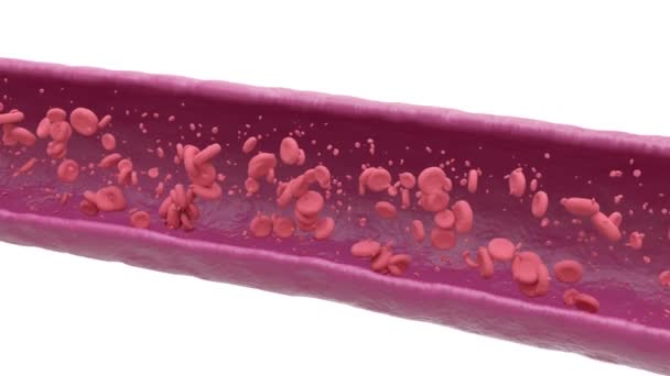 Arteria Normale Microscopio Studio Trasportare Conta Delle Cellule Del Sangue — Video Stock