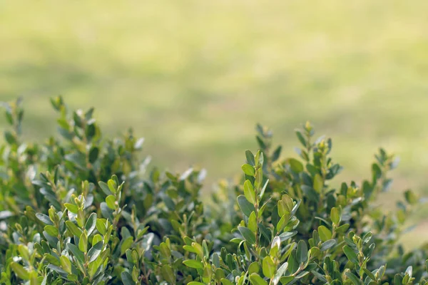 Evergreen Buxus Bush Background Dalam Bahasa Inggris Fokus Selektif Pada — Stok Foto