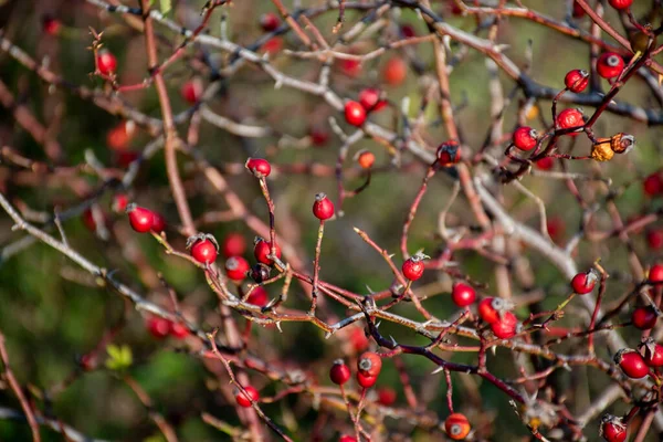 Rose hip branches in nature. Wild rose bush in autumn close up view. Berry red fruit of wild rose (Rosa canina).
