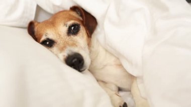 köpek namlu gözatma dibinden battaniye.